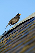 Male Blackbird (Turdus merula) perched on old barn roof, Inverness-shire, Scotland, UK, November