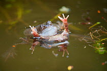 Two male Common frogs (Rana temporaria) fighting over female in garden pond, Warwickshire, England, UK, March