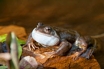 Male Common frog (Rana temporaria) vocalising in garden pond, Warwickshire, England, UK, March