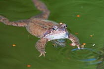 Common frog (Rana temporaria) swimming in garden pond, Warwickshire, England, UK. March