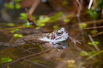 Common frog (Rana temporaria) swimming in garden pond, Warwickshire, England, UK. March
