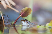 Two Common frogs (Rana temporaria) in garden pond in spring, Warwickshire, England, UK, March