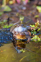 Pair of Common frogs (Rana temporaria) spawning in garden pond, Warwickshire, England, UK, March