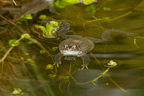 Common frog (Rana temporaria) swimming in garden pond, Warwickshire, England, UK, March