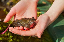 Girl holding Common frog (Rana temporaria) in hand, Warwickshire, England, UK, March. Model released.