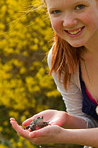 Girl holding Common frog (Rana temporaria), Warwickshire, England, UK, March. Model released.