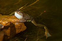 Common frog (Rana temporaria) with vocal sac inflated, garden pond, Warwickshire, England, UK, March