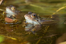Two Common frogs (Rana temporaria) in garden pond, Warwickshire, England, UK, March