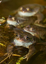 Common frogs (Rana temporaria) spawning in garden pond, Warwickshire, England, UK, March
