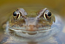 Portrait of Common frog (Rana temporaria) in garden pond, Warwickshire, England, UK, March. Did you know? Common frogs can live up to 8 years in the wild.