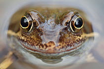 Portrait of Common frog (Rana temporaria) in garden pond, Warwickshire, England, UK, March