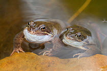 Pair of Common frogs (Rana temporaria) in garden pond, Warwickshire, England, UK, March