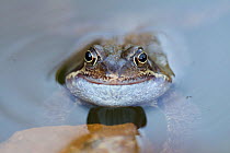 Male Common frog (Rana temporaria) vocalising, in garden pond, Warwickshire, England, UK, March