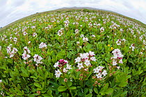 Wide-angle perspective of Bogbean / Buckbean (Menyanthes trifoliata) in flower. Shetland, UK, June.
