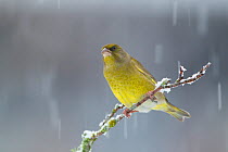 Greenfinch (Carduelis chloris) male perched on branch in snow, Scotland, UK, December