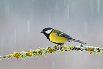 Great tit (Parus major) perched on branch in snow, Scotland, UK, December