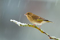 Greenfinch (Carduelis chloris) female perched on branch in snow, Scotland, UK, December