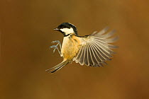 Coal tit (Periparus ater) in flight, Scotland, January. Did you know? Britain has its own subspecies of Coal tit - which is more olive in colour than its European relatives.