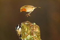 Robin (Rubecula eritacus) and coal tit (Parus major) squabbling, Scotland, January