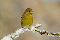 Greenfinch (Carduelis chloris) male perched on branch in snow, Scotland, UK, December