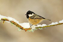 Coal tit (Periparus ater) perched on branch in snow, Scotland, UK, December