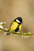 Great tit (Parus major) perched on branch in snow, Scotland, UK, December