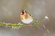 Goldfinch (Carduelis carduelis) perched on branch in snow, Scotland, UK, December