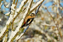 Great spotted woodpecker (Dendrocopos major) perched in tree in snow, Scotland, UK, December