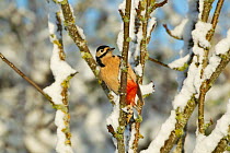 Great spotted woodpecker (Dendrocopos major) perched in tree in snow, Scotland, UK, December