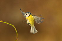 Blue tit (Parus caeruleus) adult in flight about to land to small branch, Scotland, UK, December