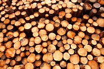 Spruce logs stacked in BSW sawmill, Boat of Garten, Inverness-shire, Scotland, UK, February 2012.