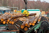 Processing spruce trunks in BSW sawmill, Boat of Garten, Inverness-shire, Scotland, UK, February 2012.