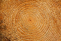 End section of spruce trunk showing annual growth rings in BSW sawmill, Inverness-shire, Scotland, UK, February 2012.
