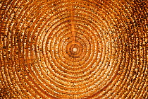 End section of spruce trunk showing annual growth rings in BSW sawmill, Inverness-shire, Scotland, UK, February 2012. Did you know? The space between tree rings is larger on the side of the tree neare...