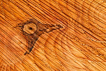 Pattern on sawn wood / timber in BSW sawmill, Inverness-shire, Scotland, UK, February 2012.