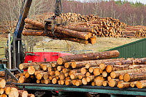 Processing spruce trunks in BSW sawmill, Boat of Garten, Inverness-shire, Scotland, UK, February 2012.