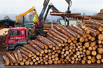 Processing spruce tree trunks at BSW sawmill, Boat of Garten, Inverness-shire, Scotland, UK, February 2012.