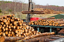 Processing spruce tree trunks in BSW sawmill, Boat of Garten, Inverness-shire, Scotland, UK, February 2012.