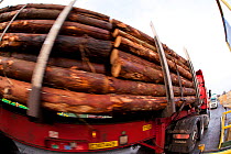 Timber stacked onto lorry at BSW sawmill, Boat of Garten, Inverness-shire, Scotland, UK, February 2012.