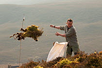 Clearing undergrowth before native tree planting at Abernethy Forest, Cairngorms National Park, Scotland, March 2012.