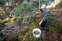 Desmond Dugan of RSPB collecting pine cones for seed for native tree planting at Abernethy Forest, Cairngorms National Park, Scotland, March 2012.