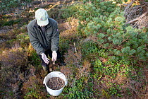 Desmond Dugan of RSPB collecting pine cones for seed for native tree planting at Abernethy Forest, Cairngorms National Park, Scotland, March 2012.