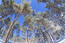 Forest of scots pine after heavy snowfall, Cairngorms National Park, Scotland, March 2012. Did you know? Like many orchids, Scots pine trees have a symbiotic relationship with fungi - while the tree p...