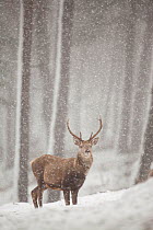 Red deer (Cervus elaphus) in heavy snowfall, Cairngorms National Park, Scotland, March 2012.