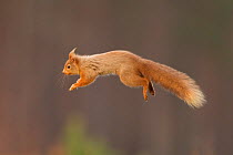 RF- Red squirrel (Sciurus vulgaris) jumping. Cairngorms National Park, Scotland, March 2012. (This image may be licensed either as rights managed or royalty free.)