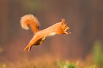 Red squirrel (Sciurus vulgaris) jumping, Cairngorms National Park, Scotland, March 2012.