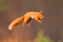 Red squirrel (Sciurus vulgaris) jumping, Cairngorms National Park, Scotland, March 2012. Did you know? As well as being excellent jumpers, red squirrels can also swim.