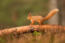 RF- Red squirrel (Sciurus vulgaris) on scots pine log. Cairngorms National Park, Scotland. March 2012. (This image may be licensed either as rights managed or royalty free.)