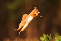 RF- Red squirrel (Sciurus vulgaris) jumping with nut in mouth. Cairngorms National Park, Scotland. March 2012. (This image may be licensed either as rights managed or royalty free.)