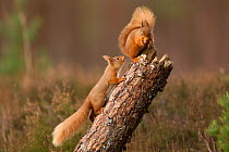 Red squirrel (Sciurus vulgaris) approaching another as it eats a nut, Cairngorms National Park, Scotland, March 2012.